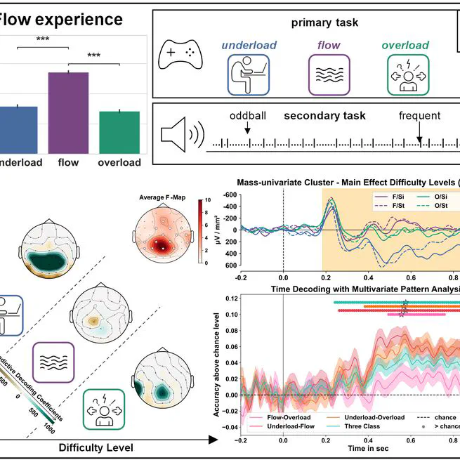 Shielding the Mind with Flow: Attention Allocation and Auditory Event-related Potentials under Varying Mental Workload