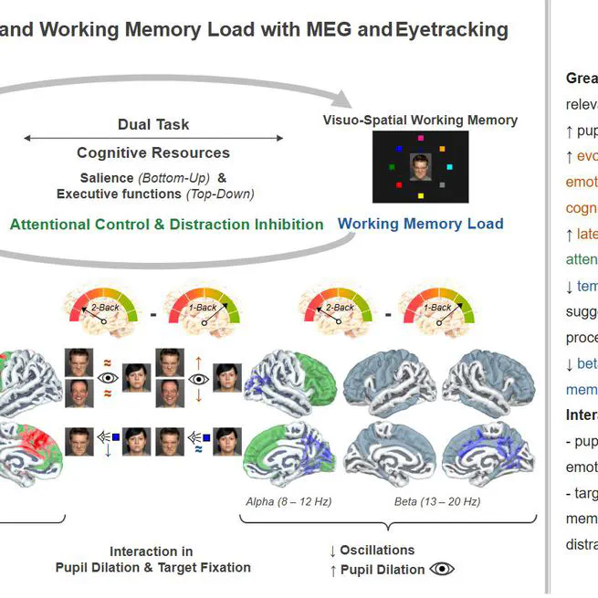 Neurophysiological Basis of Emotional Face Perception and Working Memory Load in a Dual-task MEG Study